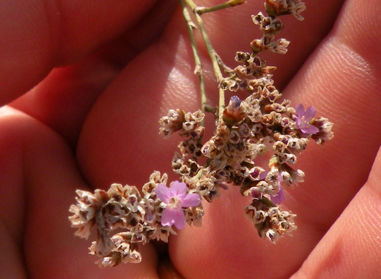 Sospetto Limonium dalla Tunisia